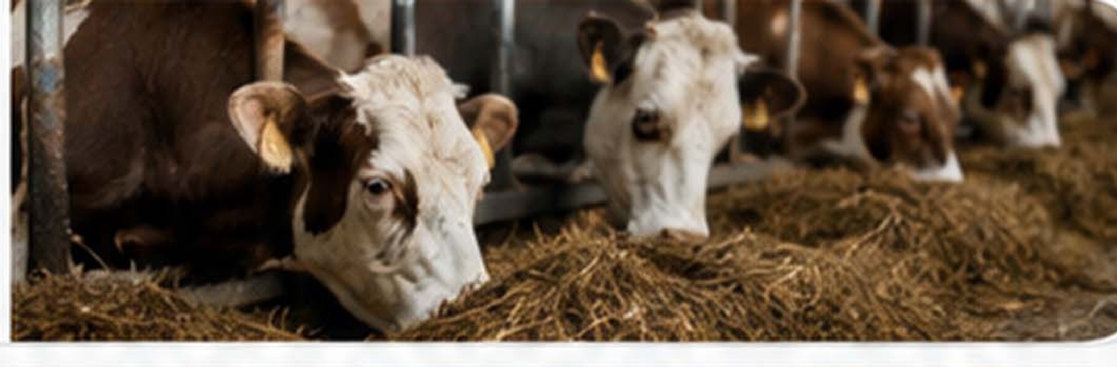 Dairy Cattle and Livestock Feed