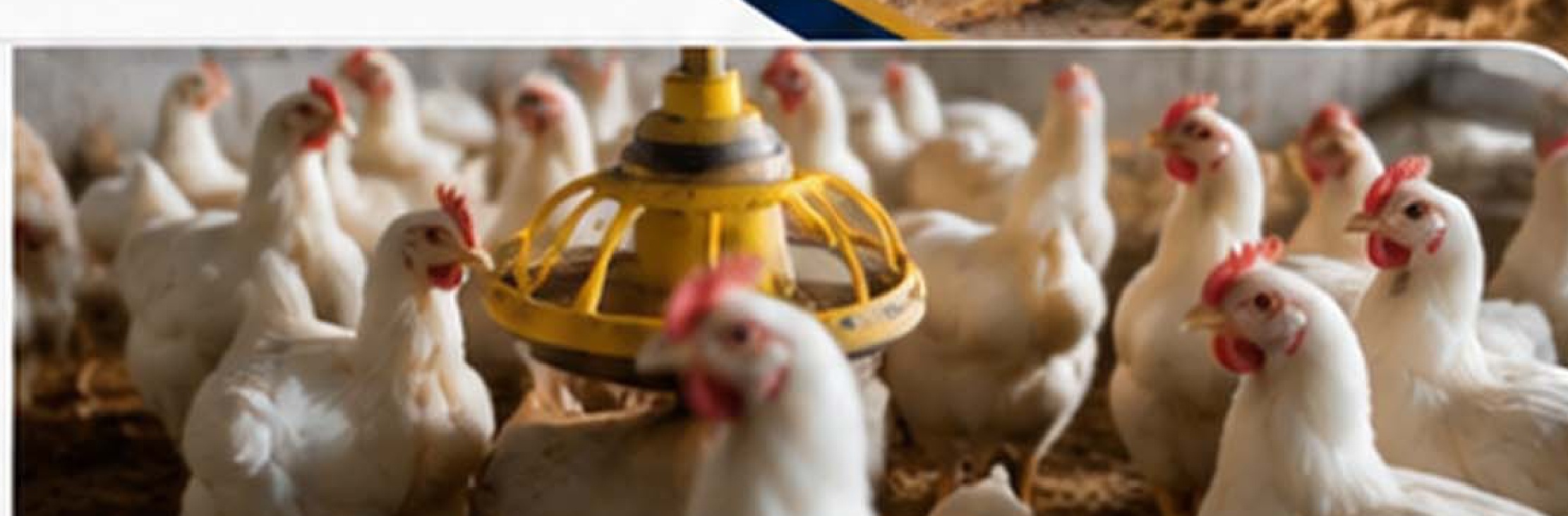 Poultry Feed Broiler Farm