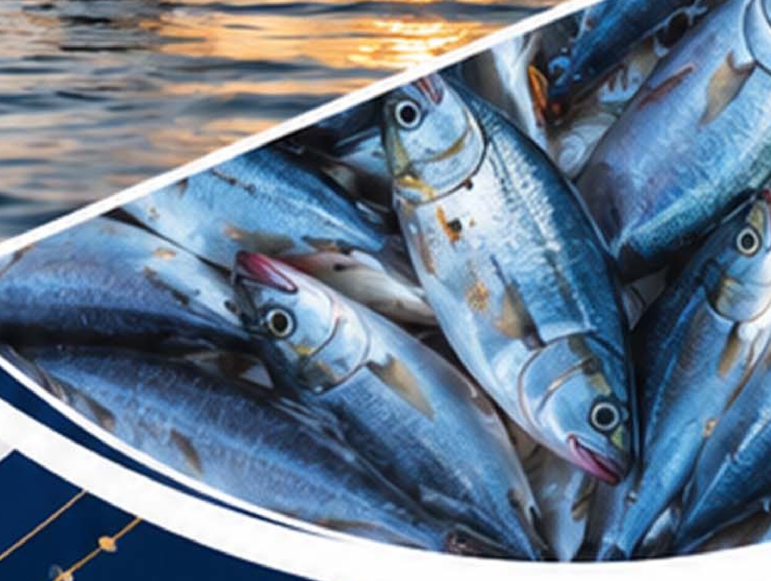 Economy Grade Fish Meal 55 Percent Crude Protein
